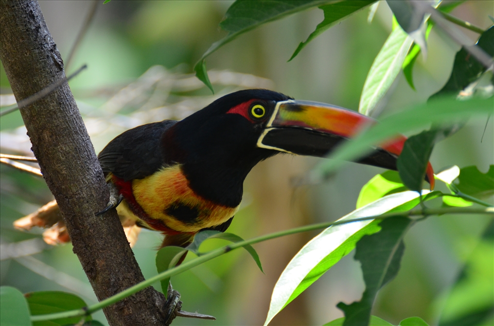 A toucan