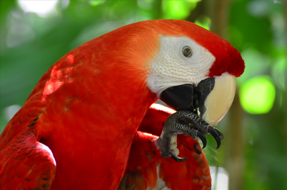 Colorful Scarlet Macaw