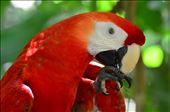 Colorful Scarlet Macaw: by crazysexyfuntraveler, Views[636]