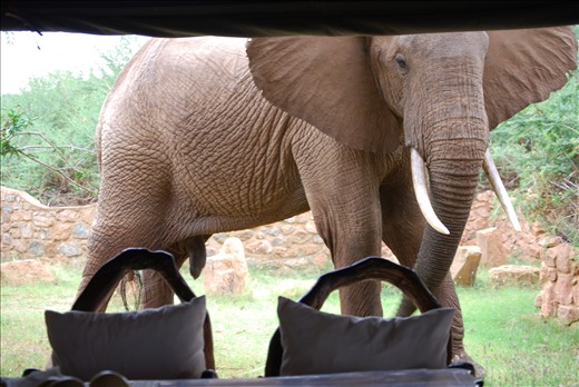 Galdessa, Kenya. 'Mugabe' the elephant gets up close and peers in to see what the humans are having for lunch.
