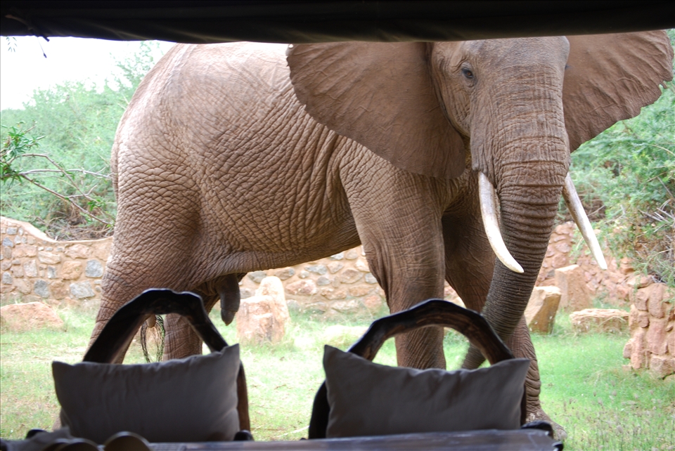 Galdessa, Kenya. 'Mugabe' the elephant gets up close and peers in to see what the humans are having for lunch.