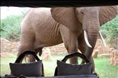 Galdessa, Kenya. 'Mugabe' the elephant gets up close and peers in to see what the humans are having for lunch.: by crikeybrycki, Views[320]