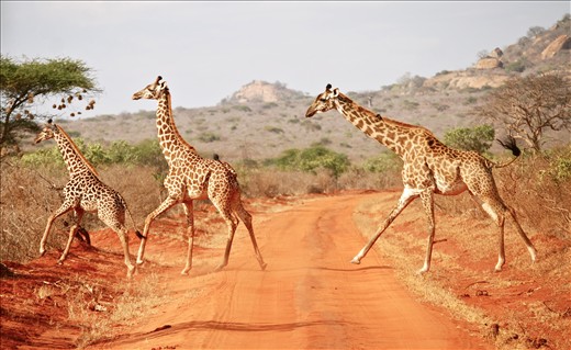 Tsavo East National Park, Kenya. Giraffe family follow each other's footsteps, exposed to us as they cross the road.