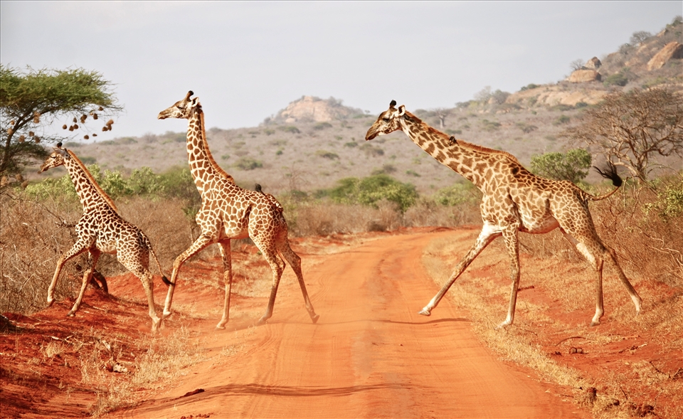 Tsavo East National Park, Kenya. Giraffe family follow each other's footsteps, exposed to us as they cross the road.