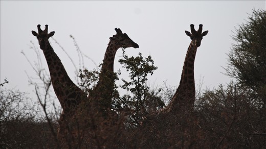 Tsavo East National Park, Kenya. A giraffe family watch us hesitantly to see what our next move will be, while we wait for theirs.