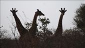 Tsavo East National Park, Kenya. A giraffe family watch us hesitantly to see what our next move will be, while we wait for theirs.: by crikeybrycki, Views[613]