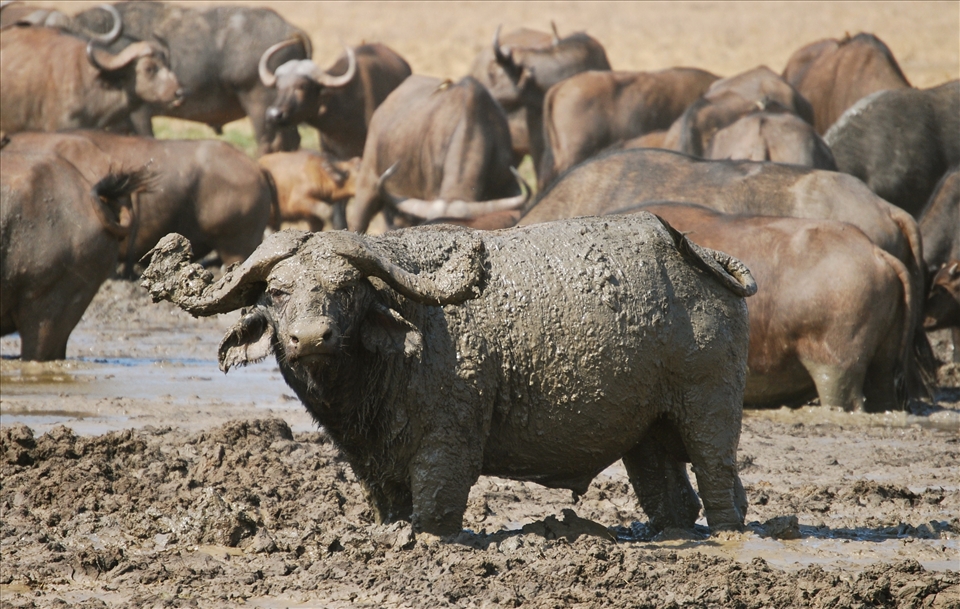 Tsavo East National Park,Kenya. This buffalo was enjoying a peaceful mud-bath, but seemed quite unimpressed with me for interrupting him. 
