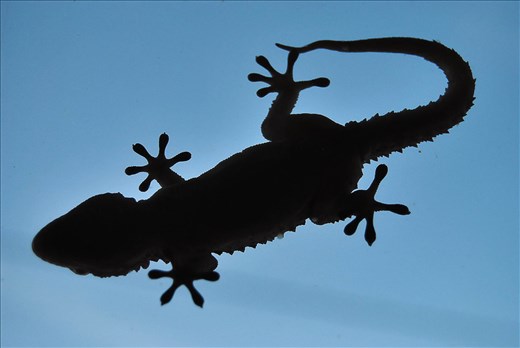 Salamander