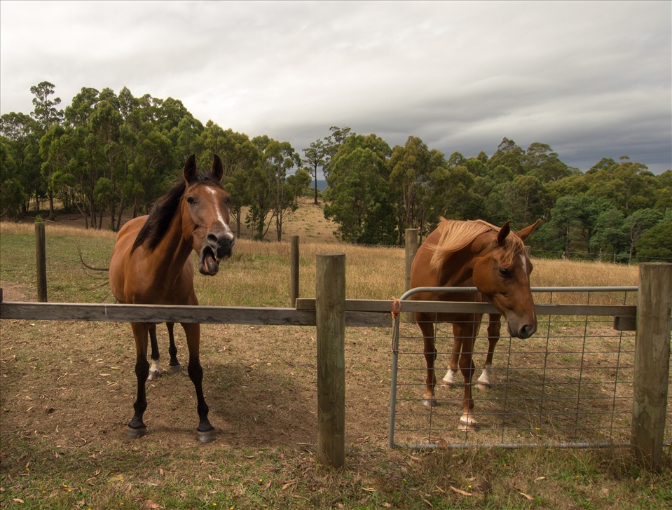 Hungry Horses: Star and Montana patiently wait for snack distribution, after a long hot summer day in their Gembrook paddock. I had feared horses most of my life, until I learned to read their character, rowdy stud on the left, charming mare on the right
