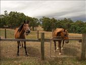 Hungry Horses: Star and Montana patiently wait for snack distribution, after a long hot summer day in their Gembrook paddock. I had feared horses most of my life, until I learned to read their character, rowdy stud on the left, charming mare on the right: by croissant_warrior, Views[200]