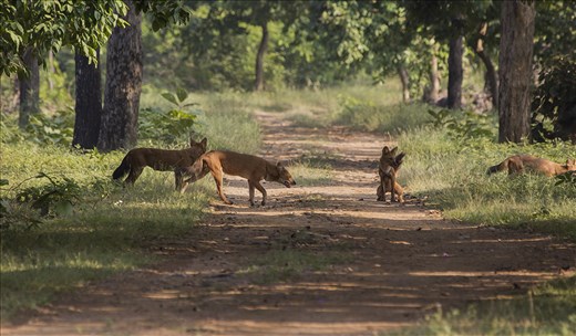 'Dhol', the indian Wild dog family.