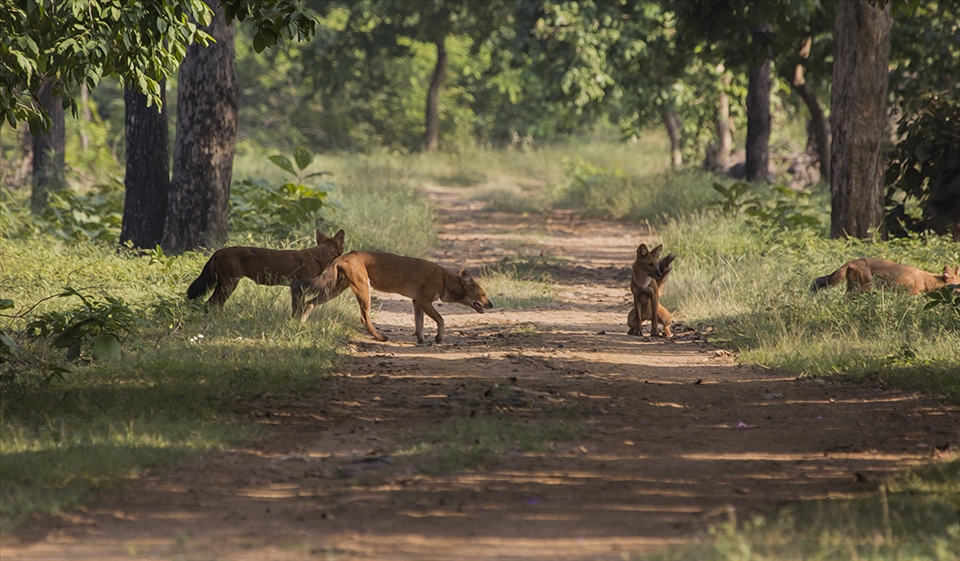 'Dhol', the indian Wild dog family.