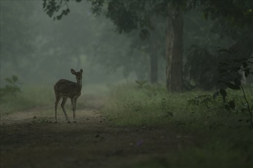 spotted deer and the haze