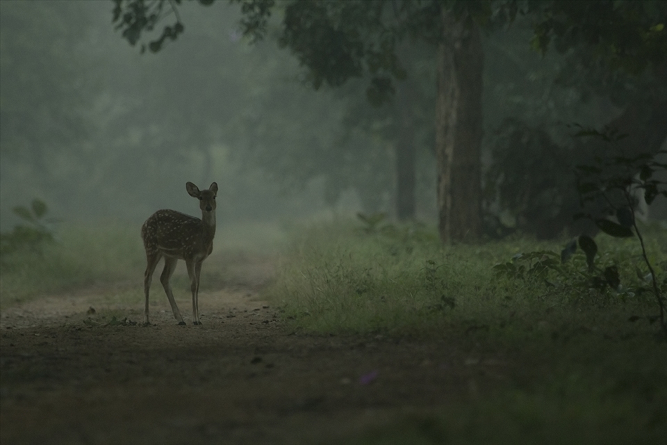 spotted deer and the haze