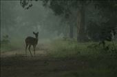 spotted deer and the haze: by crow, Views[375]
