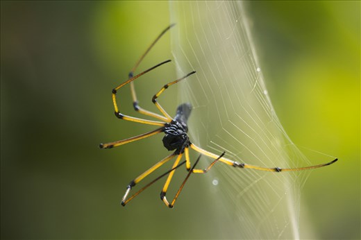 Giant wood spider female