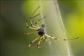 Giant wood spider female: by crow, Views[316]