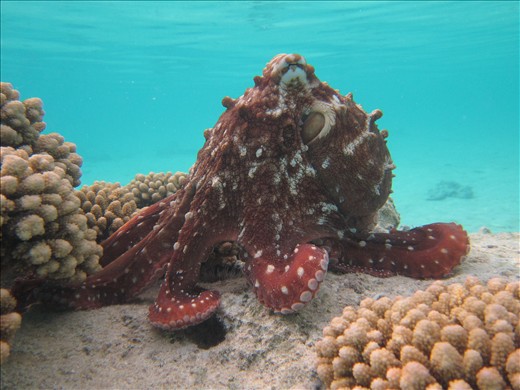 Beautiful, huge octopus not 10 metres off the beach. 2 days of diving and I didn't see anything as good as this!