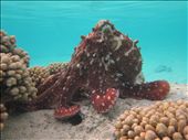 Beautiful, huge octopus not 10 metres off the beach. 2 days of diving and I didn't see anything as good as this!: by crustyadventures, Views[915]