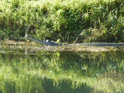 Crocodile waiting for tourists