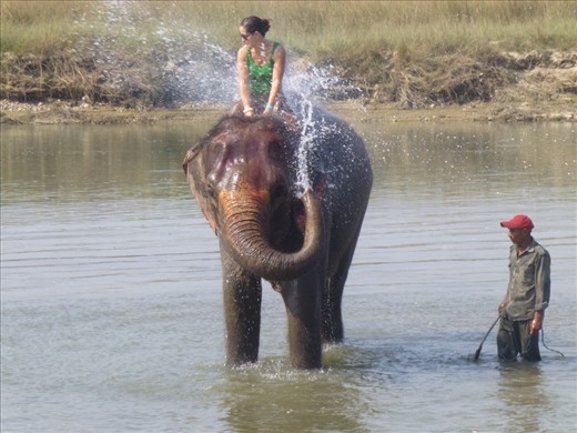 Bathing with the elephants
