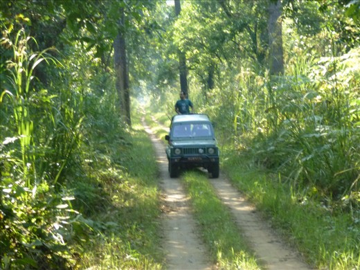 Our jeep safari in search of the One Horned Rhino. 