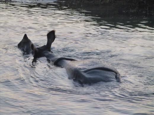 Evening bath in the river. Finally a glimpse of the One Horned Rhino!
