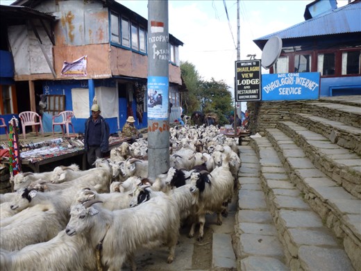 The main drag in Ghorepani; goats, Internet cafe, jewelry stands and books.