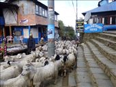 The main drag in Ghorepani; goats, Internet cafe, jewelry stands and books.: by cruzensuzan, Views[379]