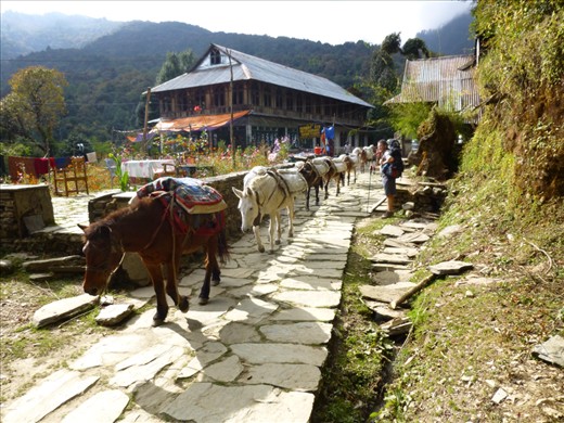 One of the tea houses along the trek.