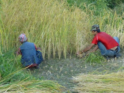 Harvesting the rice