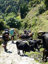 by cruzensuzan, Views[263]