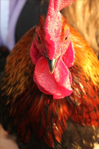 Eagerly waiting for dinner and a walk.