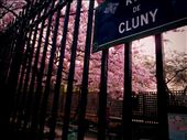 Spring blossomed in cluny museum: by ctefi, Views[124]