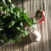 Fresh garlic and coriander - the fresher the better: by ctnelson, Views[245]
