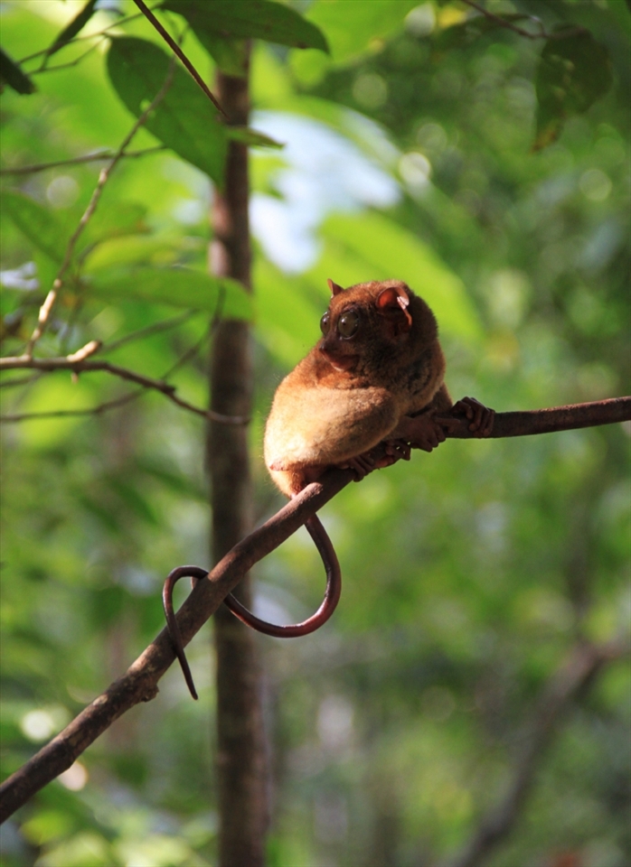No tourist in his/her right mind would pass on the Tarsier Conservation areas—who would not want to see these small, furry creatures? The Philippine Tarsier (Tarsius syrichta) is one of the most unique animals in the world, what with its unique appearance, lack of ability to walk, and habit of turning 180 degrees to look around. The tarsiers are nocturnal primates in the wild, but it seems as if domestication in such parks has caused their sleep-wake cycle to become disturbed. As this tarsier groggily looked at passing tourists, it seems to have been asking for a little private time. Man has turned Bohol into his paradise at the expense of theirs.