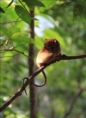 No tourist in his/her right mind would pass on the Tarsier Conservation areas—who would not want to see these small, furry creatures? The Philippine Tarsier (Tarsius syrichta) is one of the most unique animals in the world, what with its unique appearance, lack of ability to walk, and habit of turning 180 degrees to look around. The tarsiers are nocturnal primates in the wild, but it seems as if domestication in such parks has caused their sleep-wake cycle to become disturbed. As this tarsier groggily looked at passing tourists, it seems to have been asking for a little private time. Man has turned Bohol into his paradise at the expense of theirs.: by ctrinidad, Views[520]