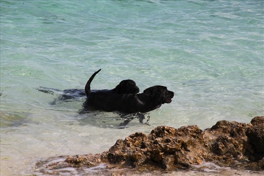 When in Bohol, do as the Boholanos do. The slow-paced, islander culture at Bohol beaches encourages one to get lost and enjoy its simple beauty. I took the advice of these two dogs enjoying a morning swim, and spent my day at Alona beach, Panglao Island in Bohol.