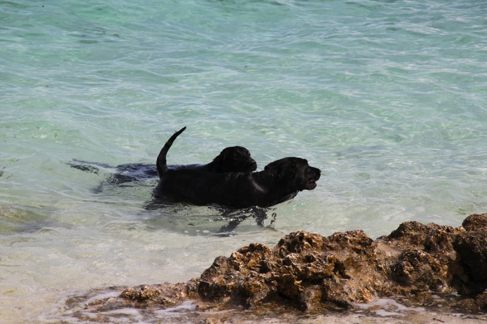 When in Bohol, do as the Boholanos do. The slow-paced, islander culture at Bohol beaches encourages one to get lost and enjoy its simple beauty. I took the advice of these two dogs enjoying a morning swim, and spent my day at Alona beach, Panglao Island in Bohol.