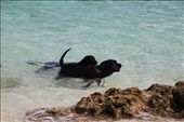 When in Bohol, do as the Boholanos do. The slow-paced, islander culture at Bohol beaches encourages one to get lost and enjoy its simple beauty. I took the advice of these two dogs enjoying a morning swim, and spent my day at Alona beach, Panglao Island in Bohol.: by ctrinidad, Views[559]