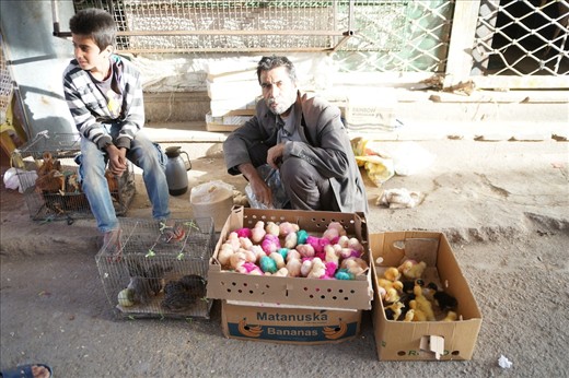 Colorful chicks, ducklings and rabbits for sale at Kerman bazaar. These are popular gifts for children during Nowruz, the beginning of the Persian New Year. In Iran, children can also get new small-denomination bank notes, a calendar and new clothes. Nowruz, like Easter and other spring-related celebrations, is a time of renewal and rebirth.