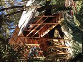 Tree house. You can rent one : by cubannomad, Views[274]