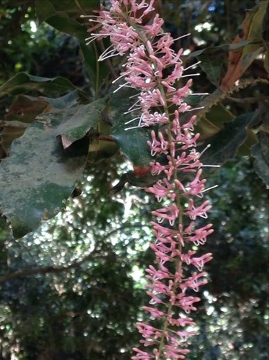 Each flower becomes a nut 