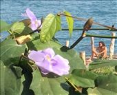 Man on Dock (2) : by cubannomad, Views[257]