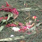 After the  procession  is over.. No moré carpets. : by cubannomad, Views[266]