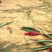 by cubannomad, Views[323]