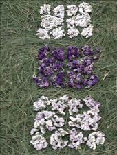 by cubannomad, Views[213]