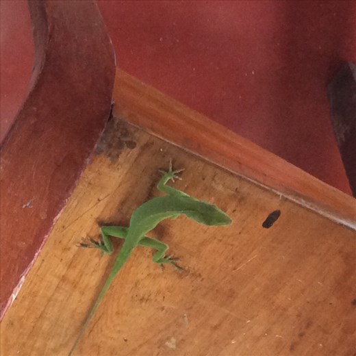 Iguana that visited me while having breakfast 