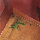 Iguana that visited me while having breakfast : by cubannomad, Views[364]