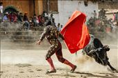 A professional torero, invited to this unique event held yearly on Peru’s Independence day in the remote village of Cotabambas, begins to bullfight with bulls graciously donated by local villagers. Unlike similar events in Mexico and Spain, no bulls are actually hurt or killed and the event occurs in the town square as opposed to a stadium.: by cuibono, Views[919]